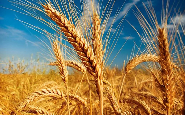 立邦、三棵樹、亞士、嘉寶莉等爭相追求國家